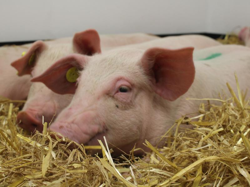 Close up of two pink pigs lying on straw
