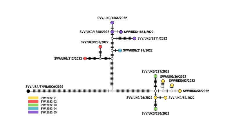 Diagram showing relationships between Seneca Valley virus (SVV) samples
