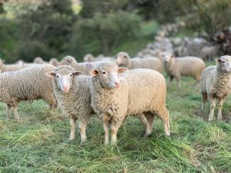 Flock of white sheep on grass. A long line of them extends into the background down a slope