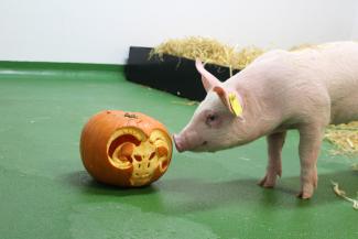 Single pink pig sniffing a pumpkin that has a ram carved into it