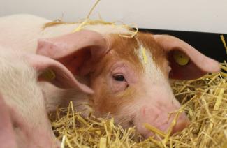 Close up of the face of a pink pig with brown patches. Its head is resting on the straw