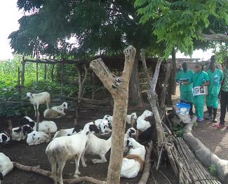 A group of 17 white goats with black patches. Some are lying down, some are standing. On the right are three people in green scrubs holding clipboards and bottled water. A small tree trunk separates the goats and people. Above are the leaves of a tree