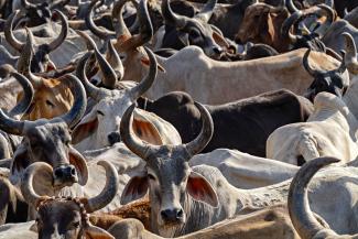 Very large and close group of cattle in India. They all have horns