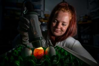 Young scientist shining a light on an egg in a green tray in a dark room.