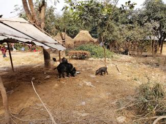 Three small black pigs in Bangladesh. They are on dry ground with small huts around them and some dry trees behind