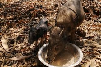 Large brown pig taking a drink from a metal bowl with a little baby black pig stood next to the bowl. The ground is covered in dried leaves