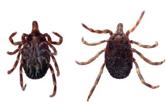 Close up of Hylomma tick on white background