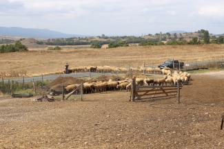 Flock of sheep in a line on a dry landscape