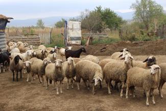 Small flock of sheep standing