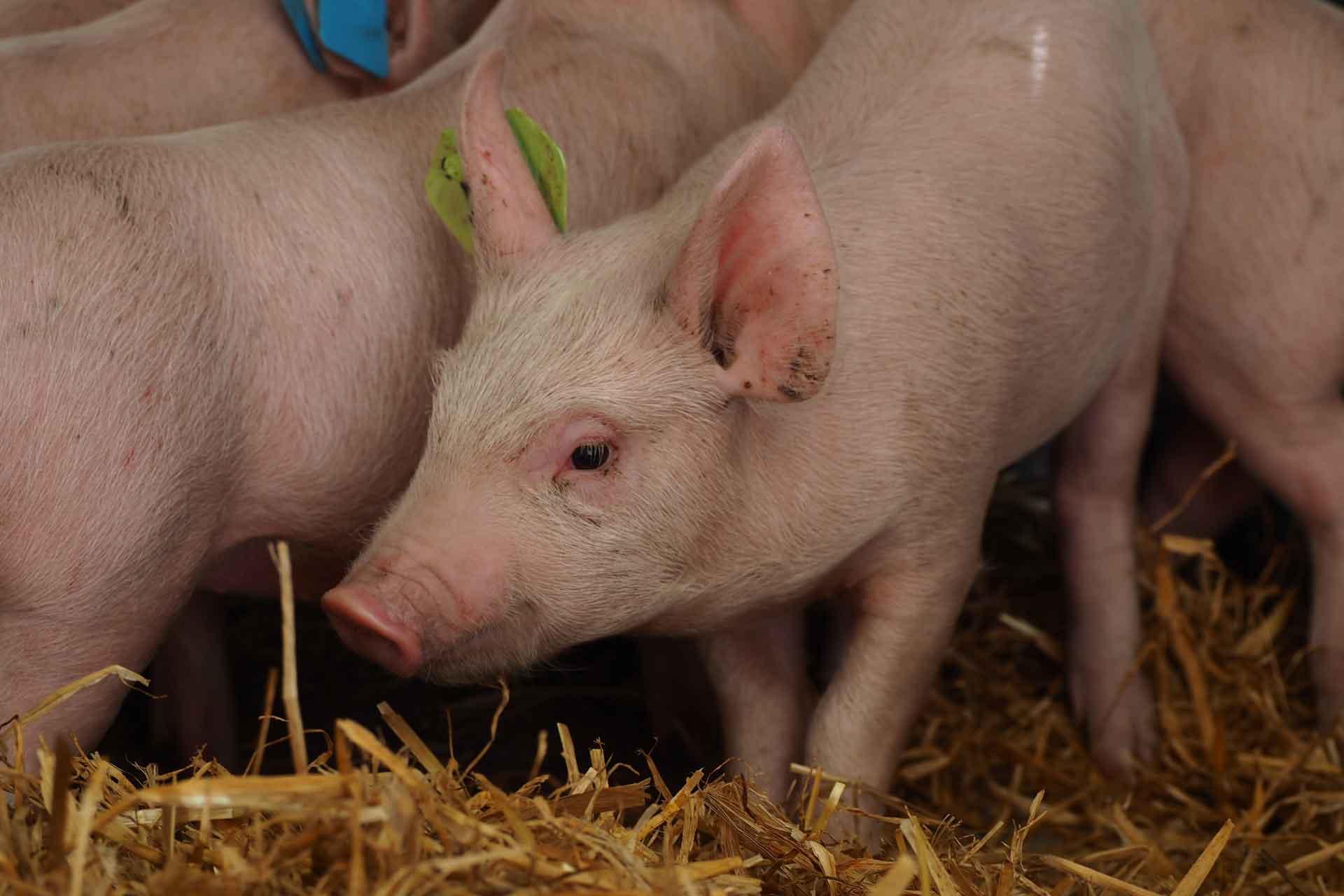 babraham pigs flu