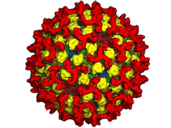 Illustration of bluetongue virus particle