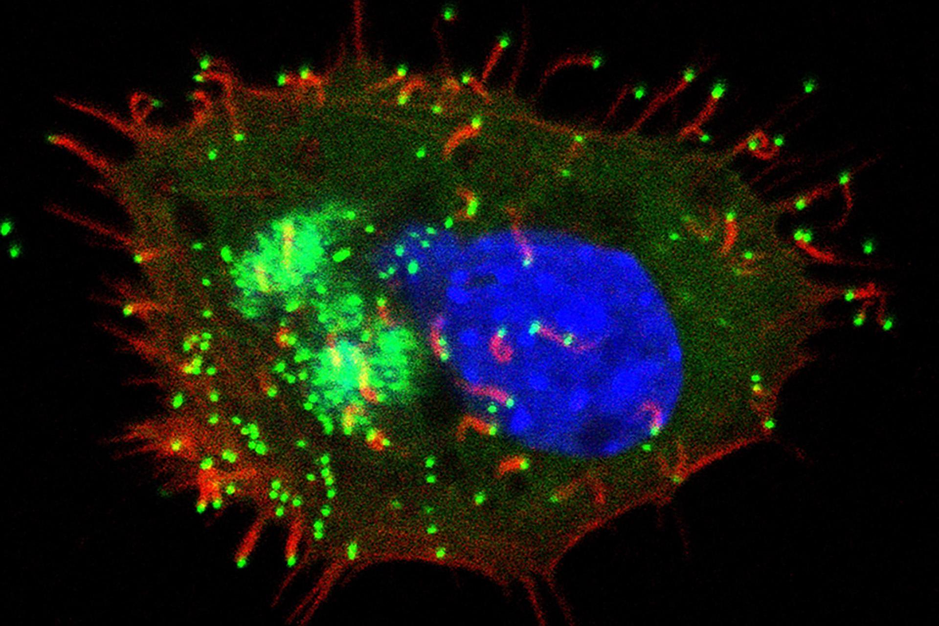Microscopy image of cell infected with Capripoxvirus. Coloured red, blue and green