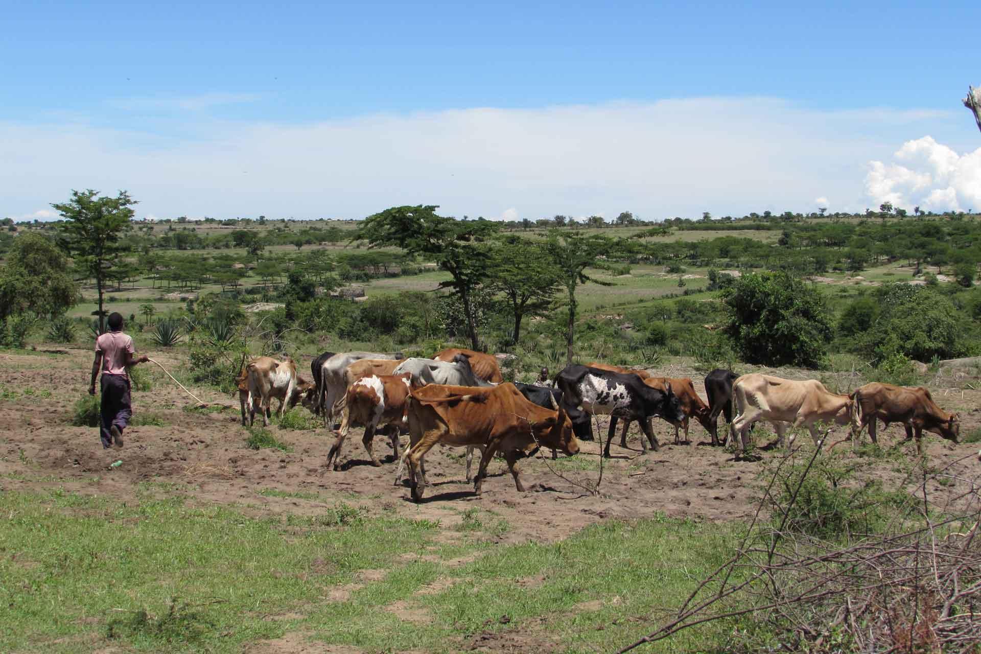 A man herds cows across land in Tanzania