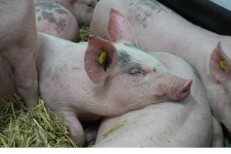 pigs sleeping ASF african swine fever Pirbright