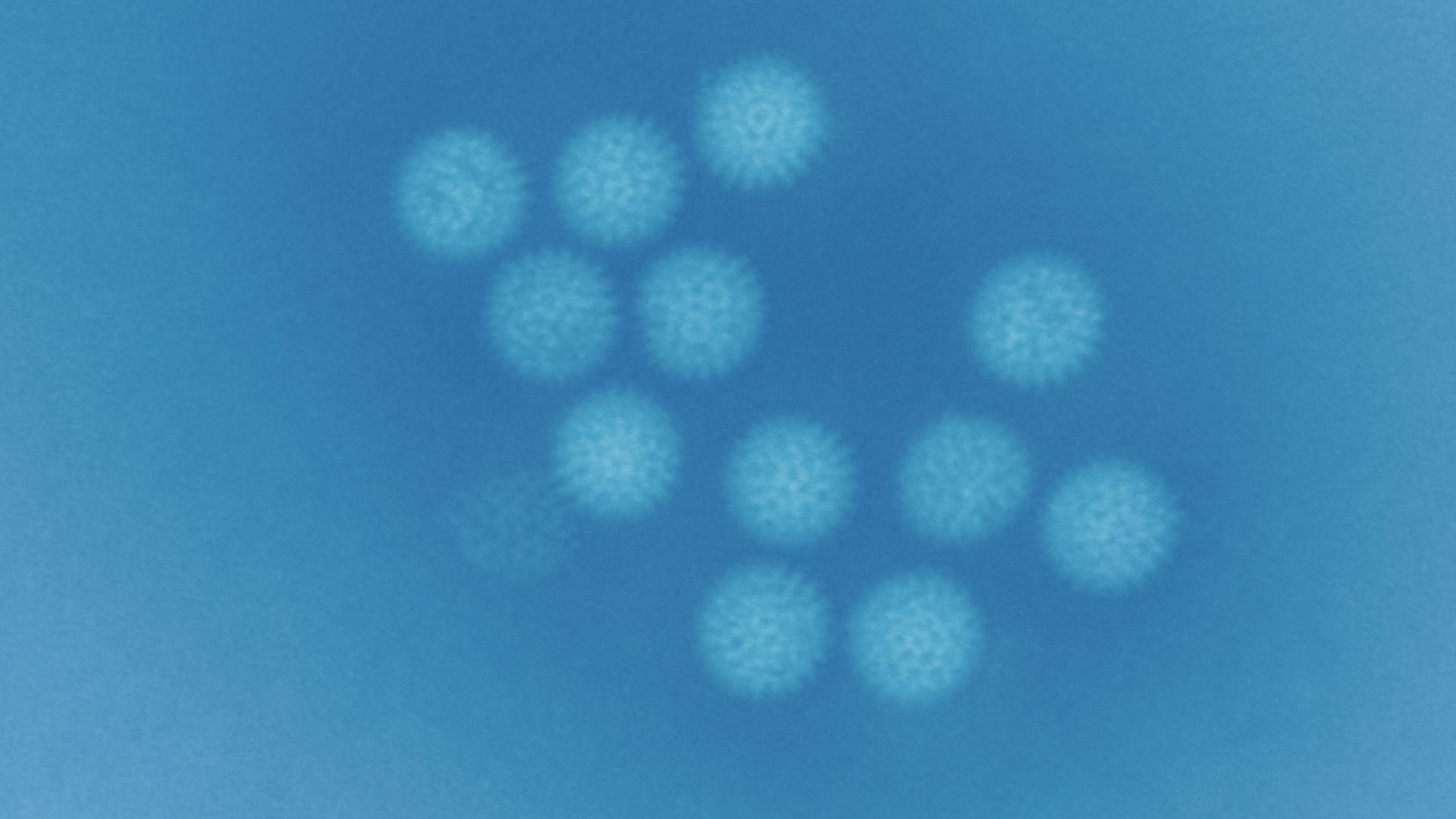 Bluetongue virus (BTV) cores