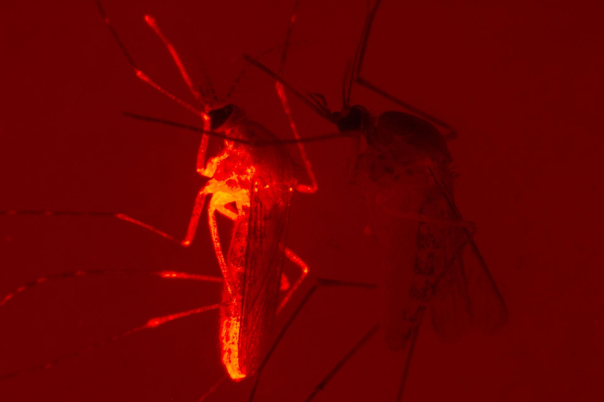 Culex quinquefasciatus (southern house mosquitoes) adult females, expressing red fluorescent protein on left and WT on the right